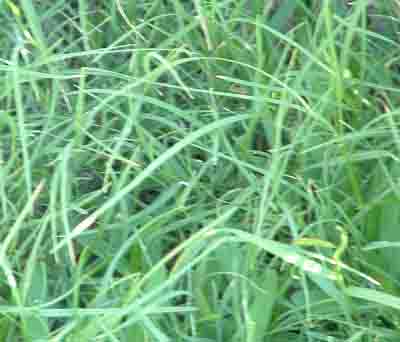   Kweek grass